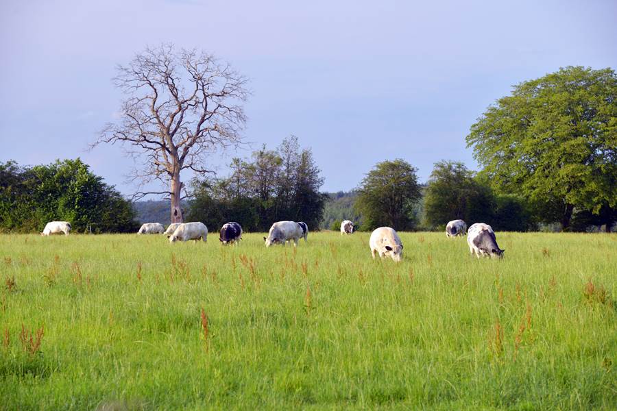 Insolites Chimay vue sur campagne