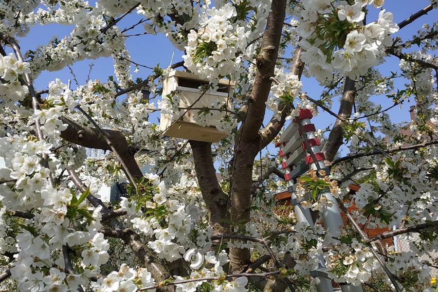 Le cerisier en fleurs