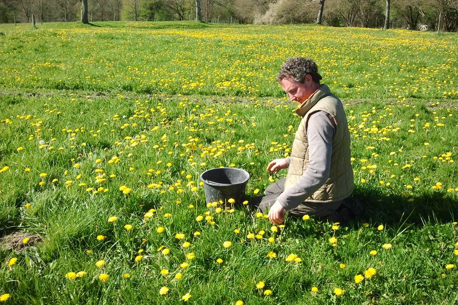bloemetjes plukken