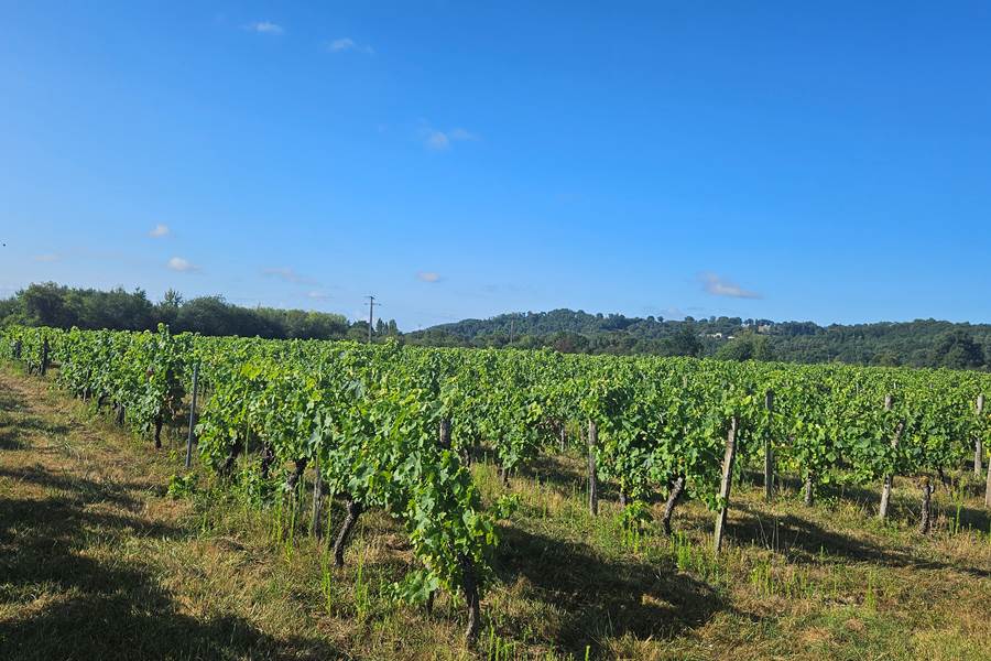 Vin-vigne-Bergerac