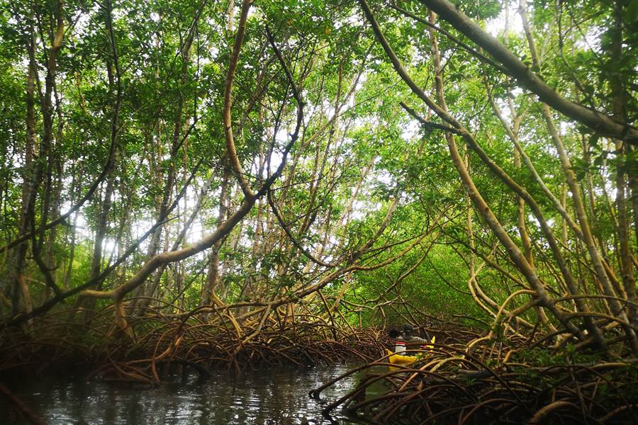 Mangrove-Guadeloupe-Koroko
