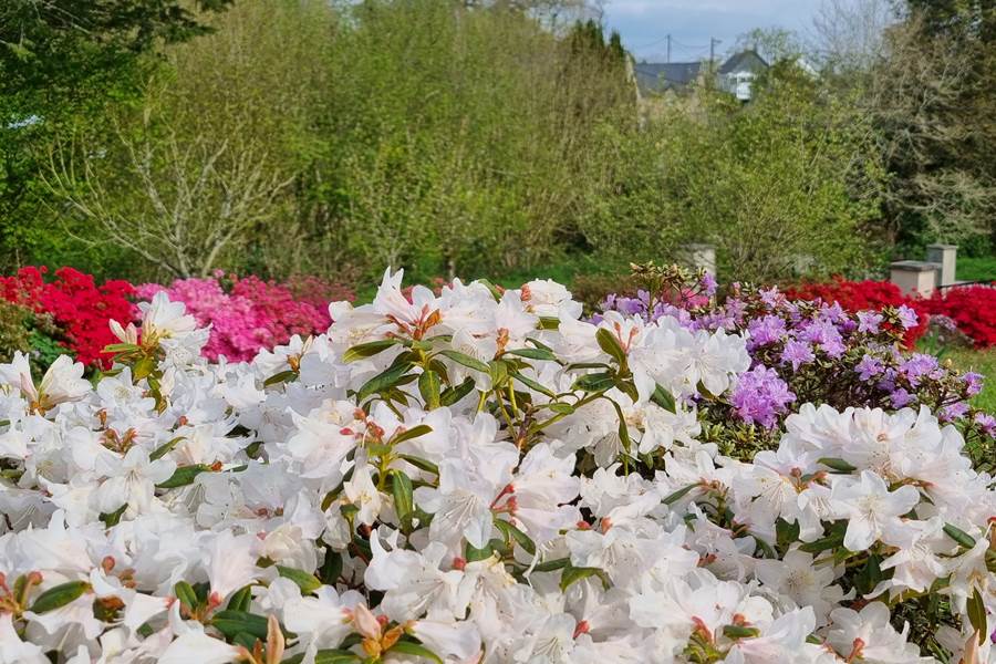 Au Pré du Chêne - Printemps fleuri