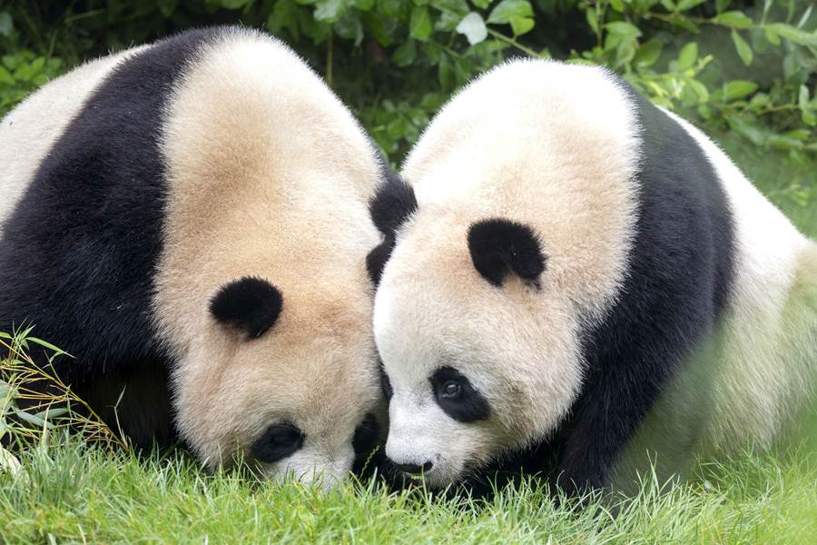 Le zoo parc de Beauval, ses pandas, ses spectacles... Un incontournable !