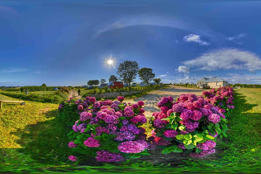 Hortensias