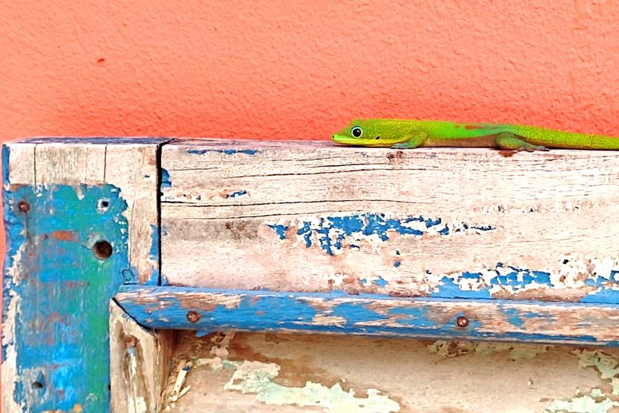 Gecko de la Réunion