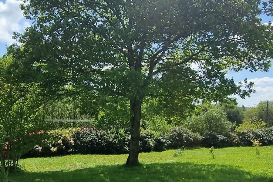 Au Pré du Chêne - Le chêne !