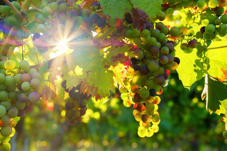 Maison Manechal Monfaucon France
