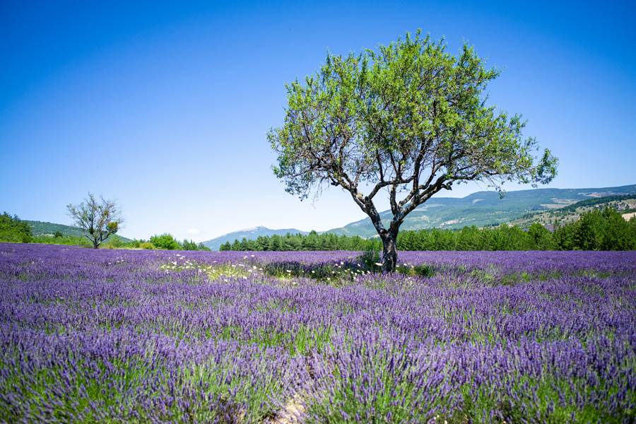 Sault et la Lavande