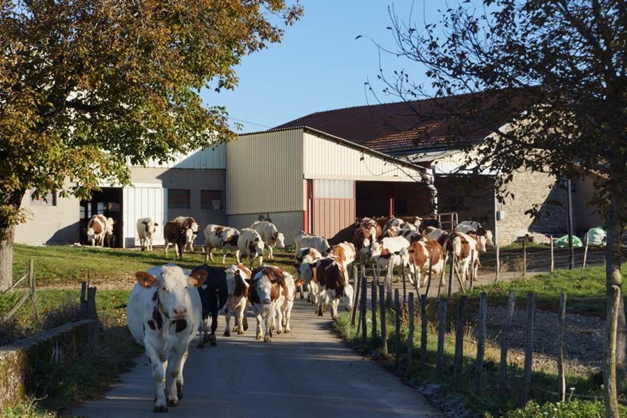 Le troupeau partant en champ