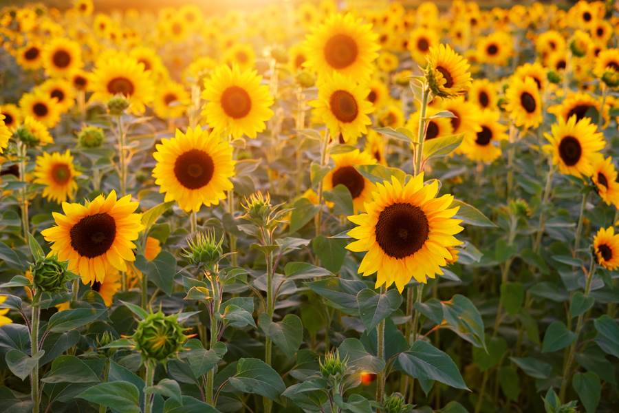 Maison Manechal sunflowers