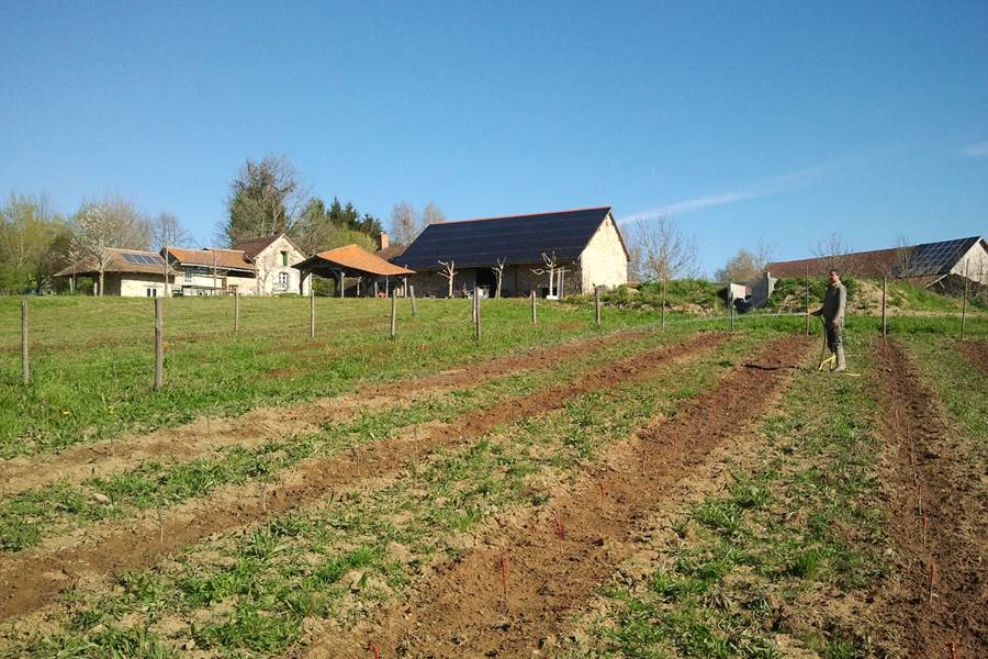 druiven planten