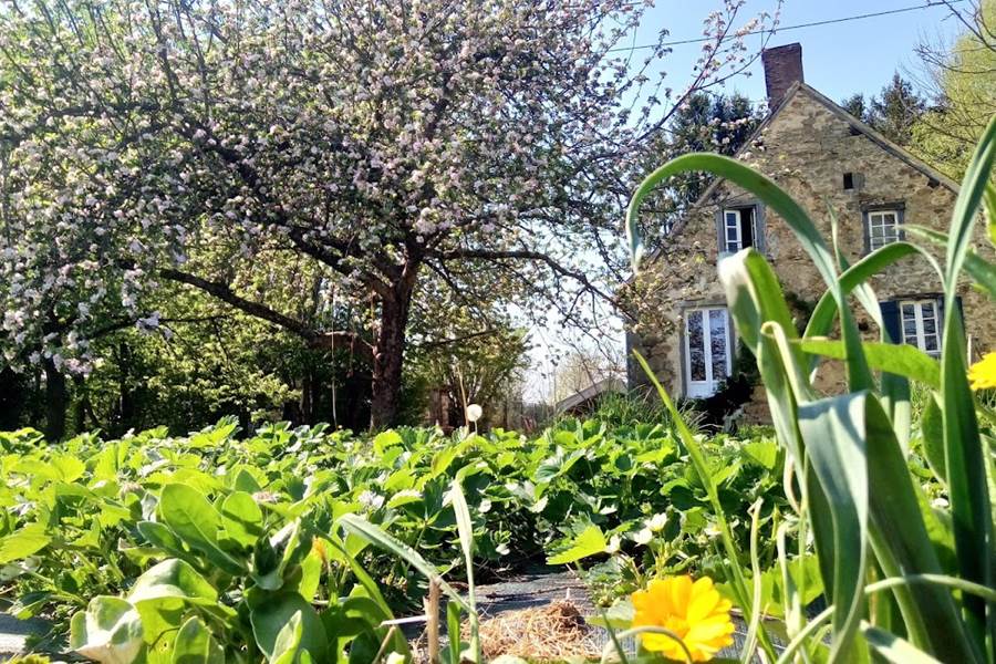 légumes du potager