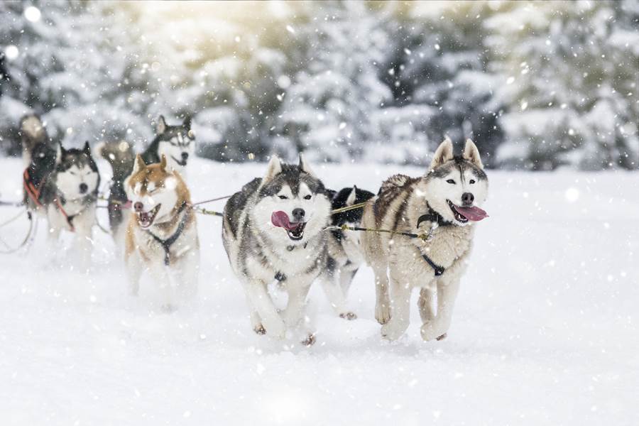 Chiens de traineau  YOUCAMP