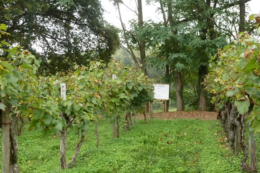 AOC Saint Mont Vignes classées à Sarragachies