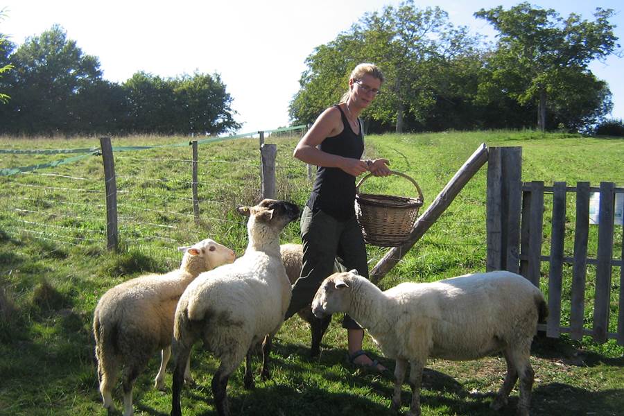 schapen madelinde