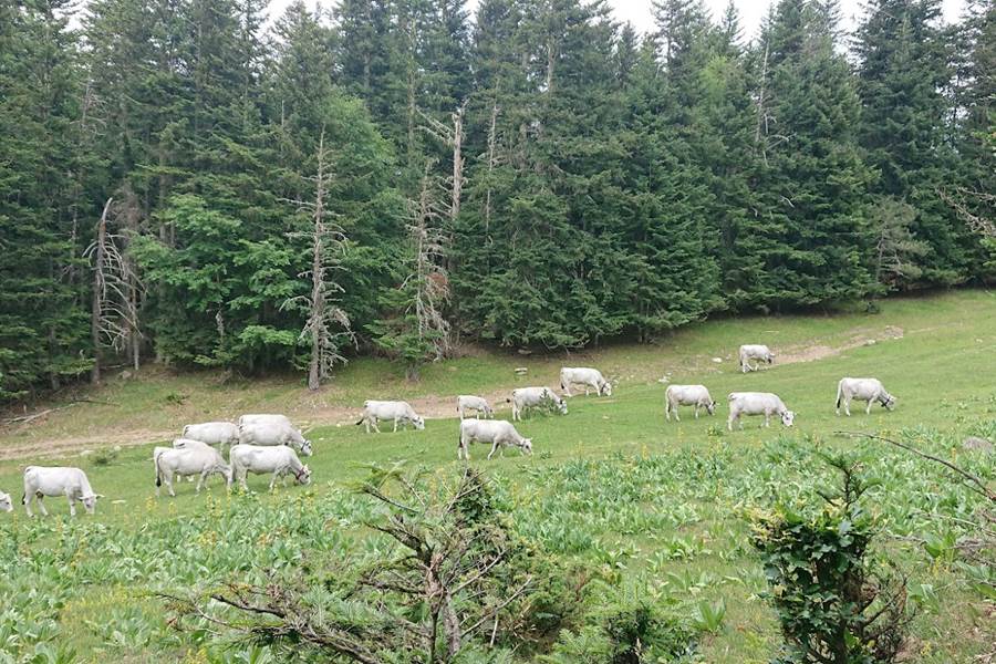 Sans titre-photo-page