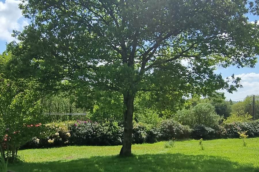 Au Pré du Chêne - Le chêne !