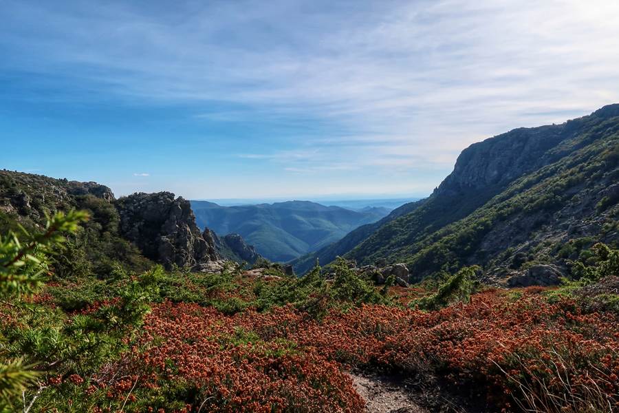 Le rossignol des murailles-Gorges de Colombières