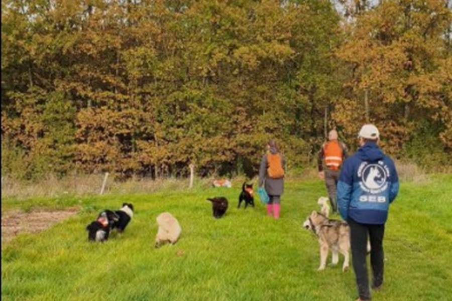 Plusieurs fois par semaine, Véronique emmène maîtres et chiens sur les sentiers du Loir-et-Cher avec Rando Canine.