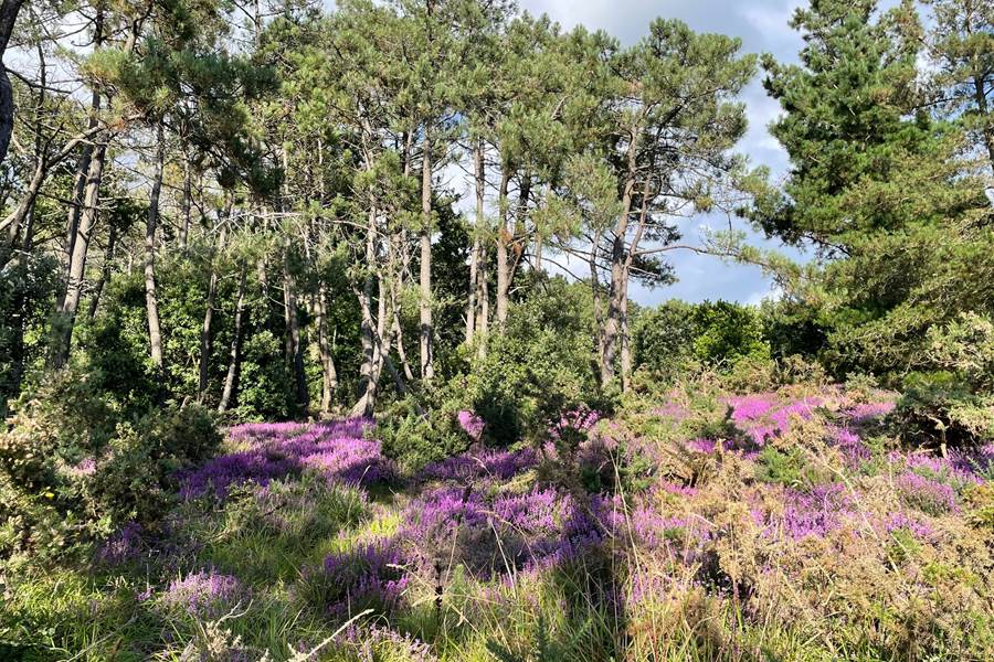 Bruyères sentier côtier-photo-page