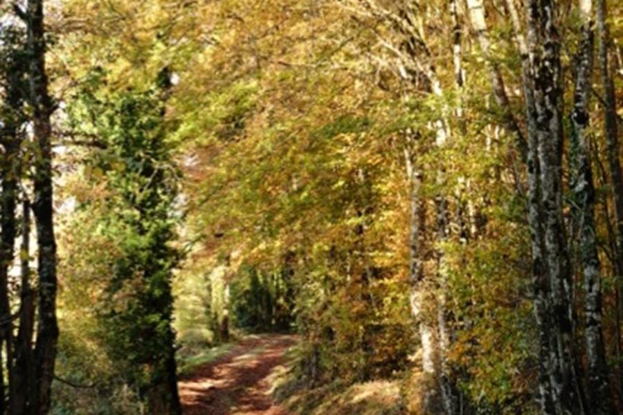 chemin en automne