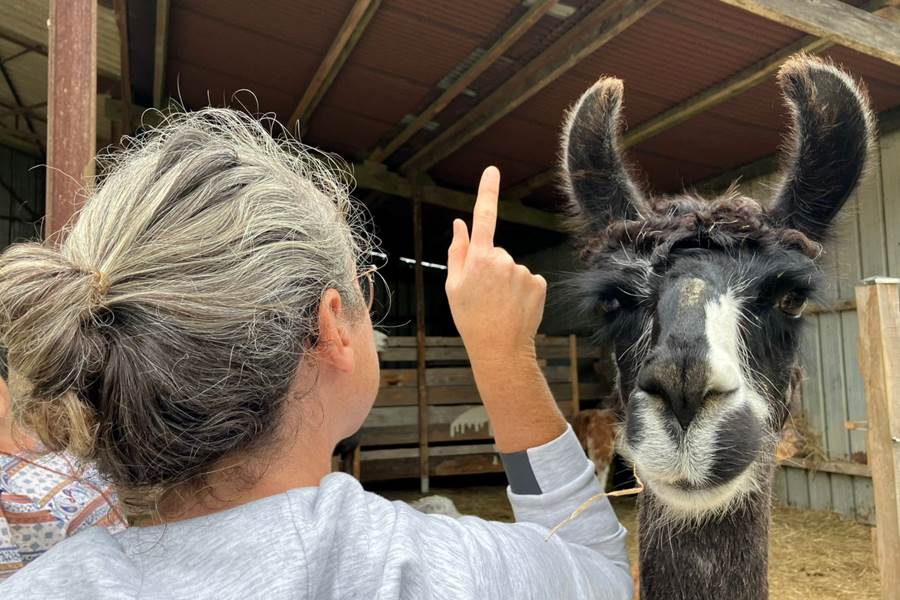 Découvrez lamas et alpagas avec Lama Emoi, de drôles de bêtes avec qui vous irez marcher.