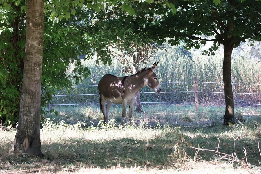 Les animaux du Domaine de la Fontaine