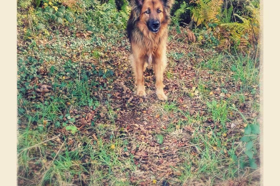 woofie; votre meilleur guide, Woefie, je beste gids