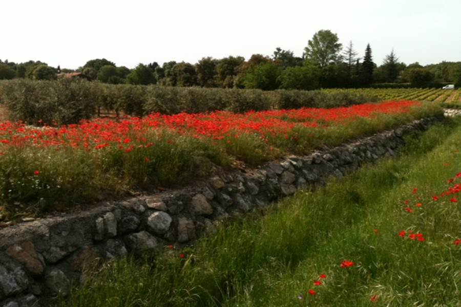 oliviers et  coquelicots-photo-page