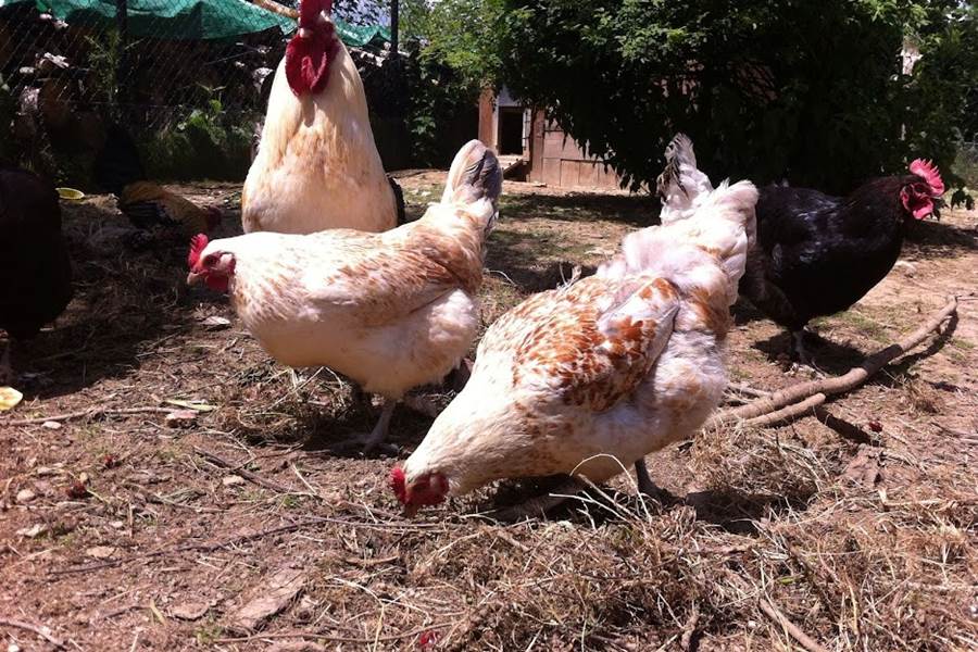 poules