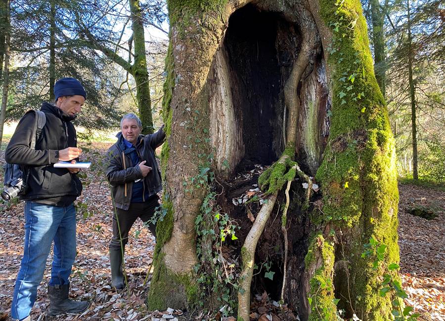 Christophe et Frédéric examine un tilleul du début du XVIIIe siècle