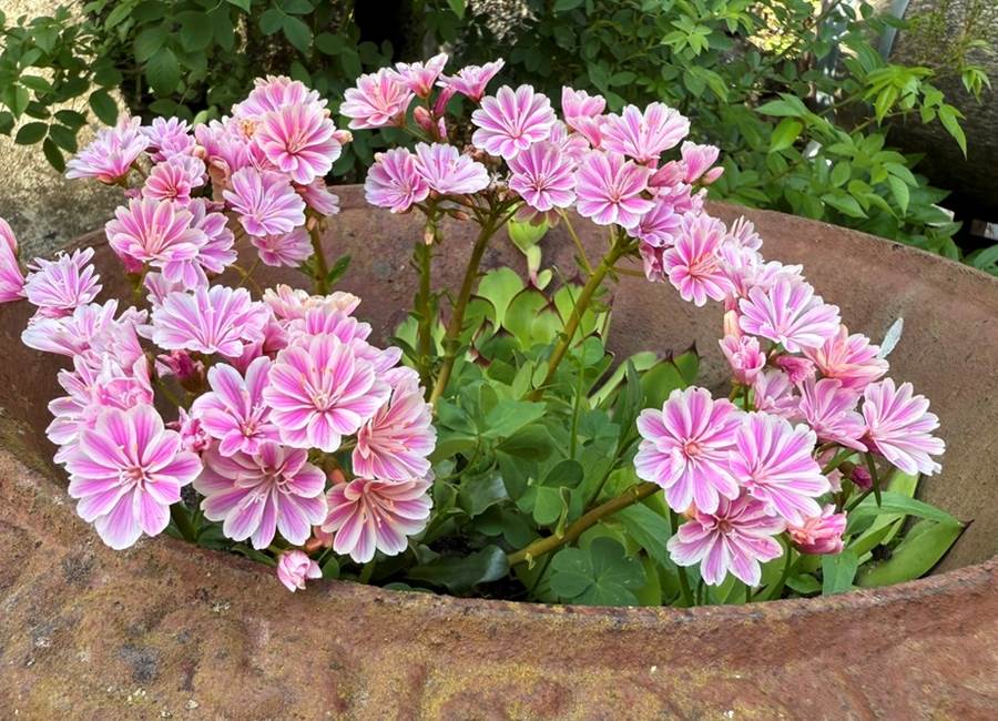Fleurs de la Manufacture Royale de Bains