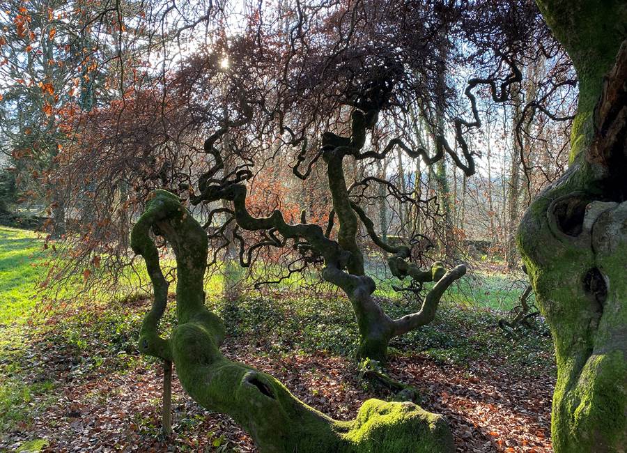 Hêtre tortillard, labellisé arbre remarquable de France