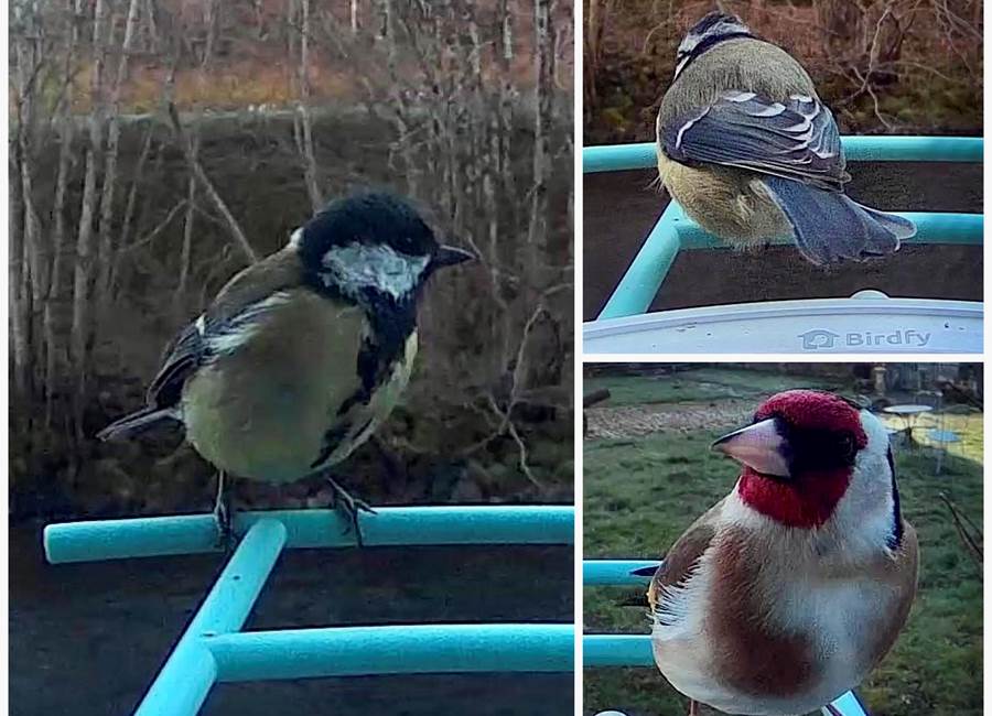 Mésange charbonnière et Chardonneret élégant