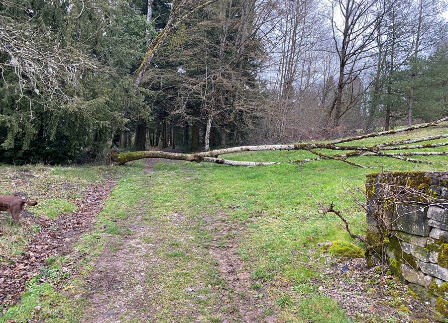 Arbre déraciné