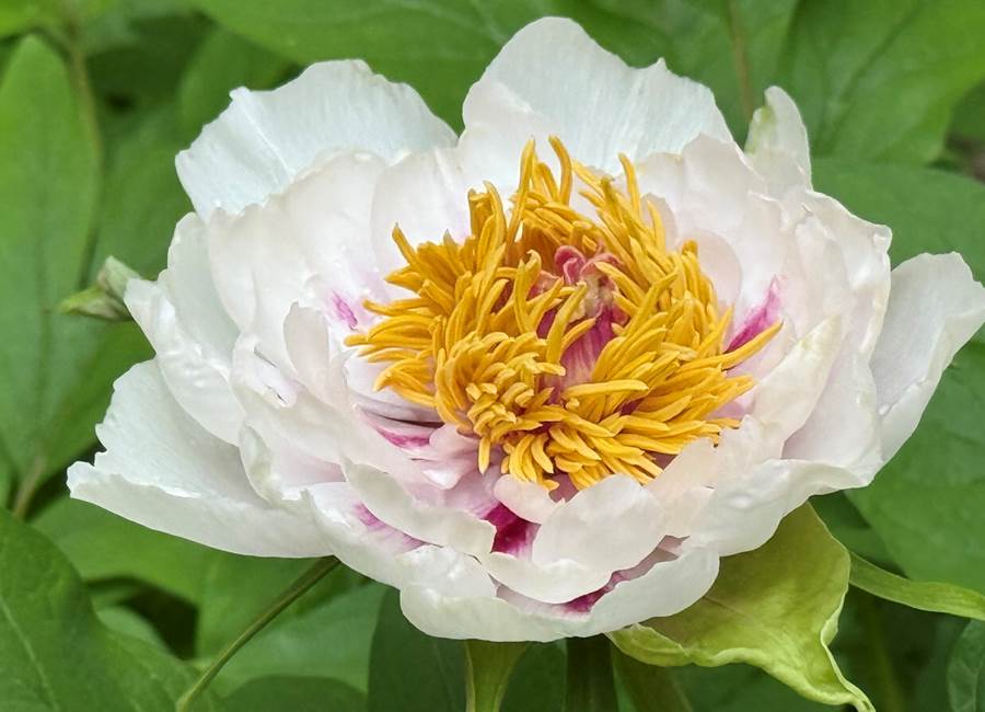 Pivoine arbustive de la Manufacture Royale