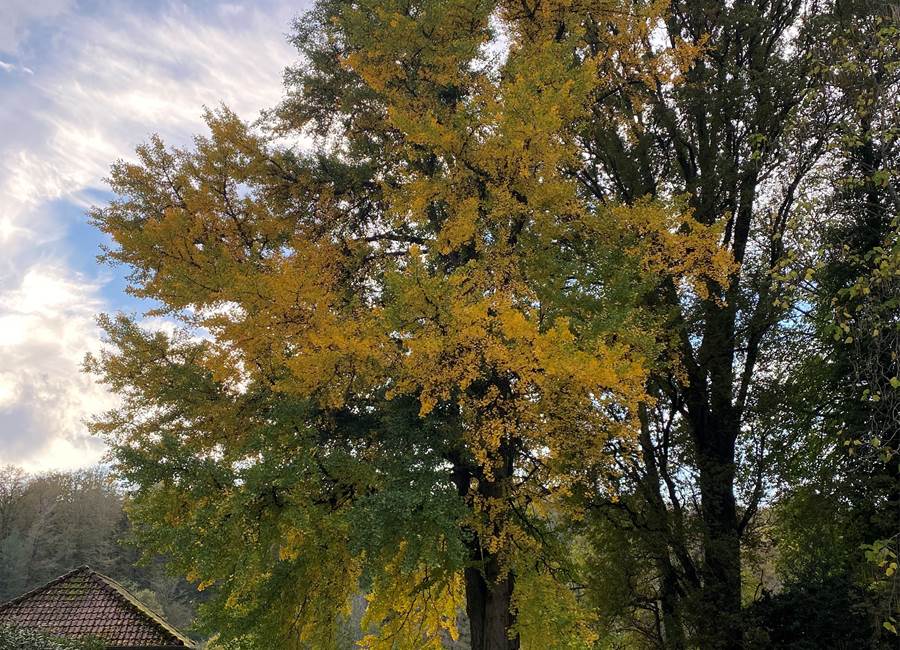 Le Ginkgo biloba de la Manufacture Royale