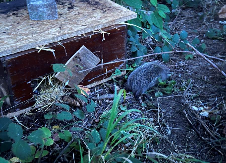 Les hérissons partent à la découverte du parc de la Manufacture Royale