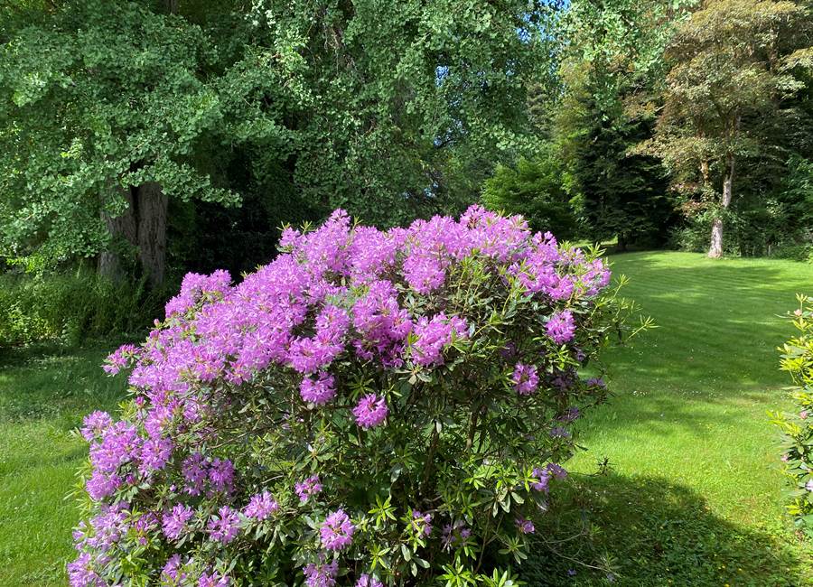 Rhododendrons en fleurs