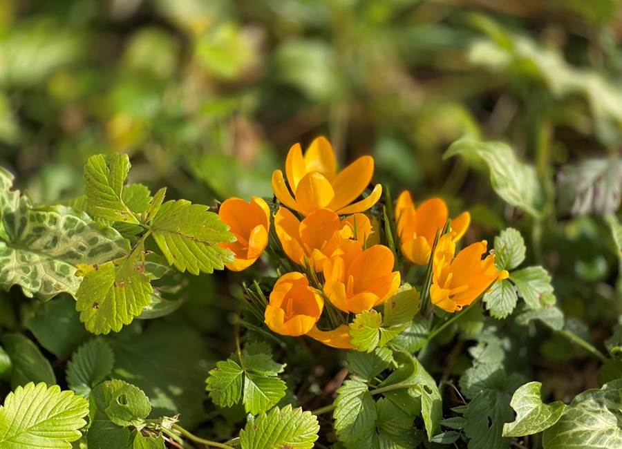 Premiers crocus en fleur