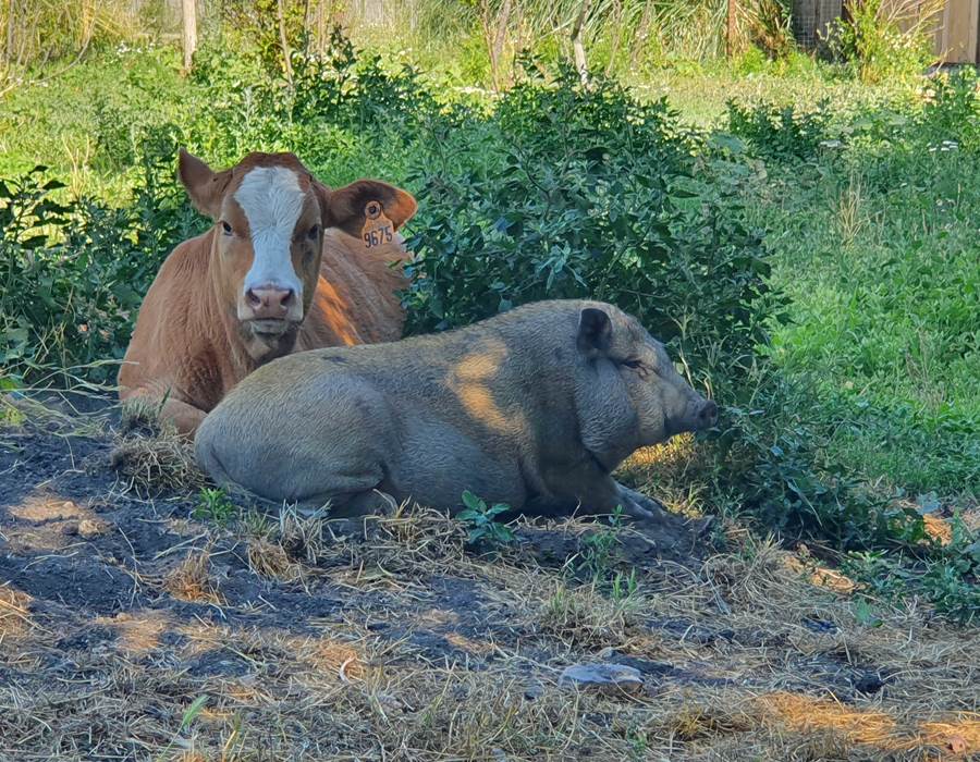 Nos petits protégés
