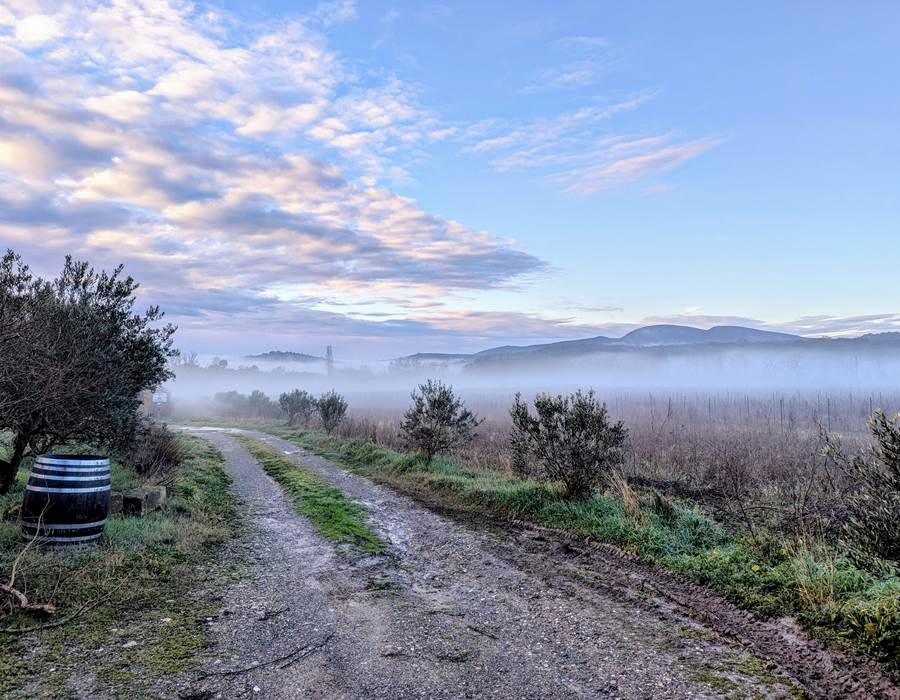 Le Vignoble sous la Brume