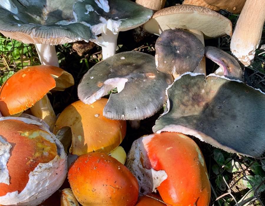 champignons-sauvages-foret-morvan