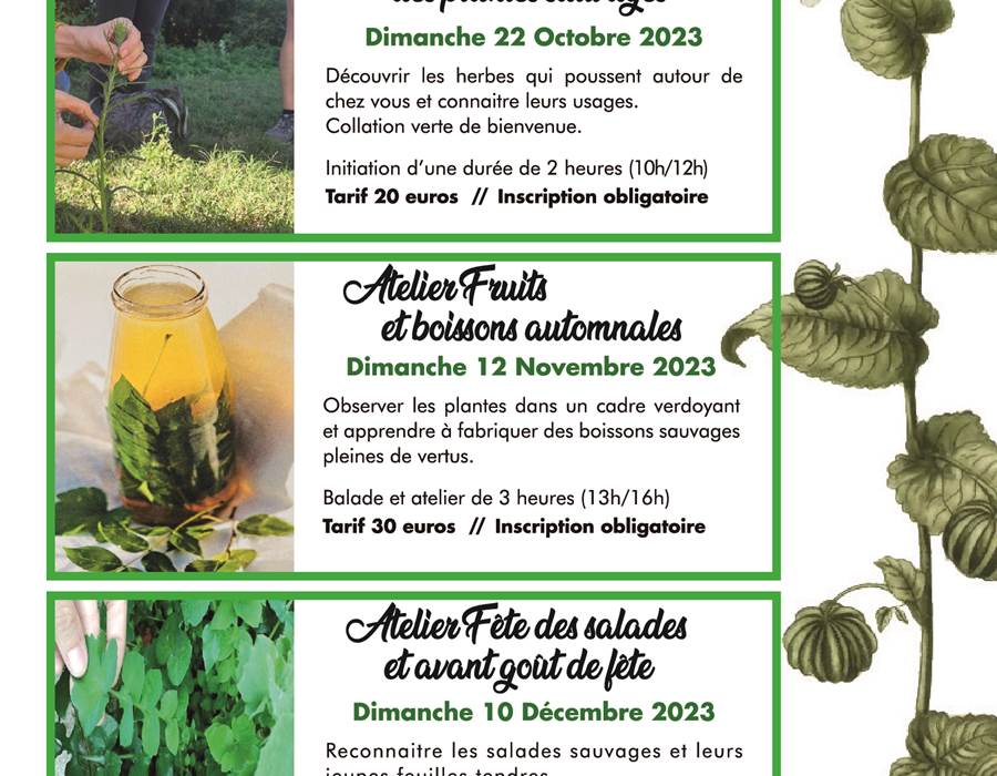 Ballade Atelier découverte des plantes comestibles