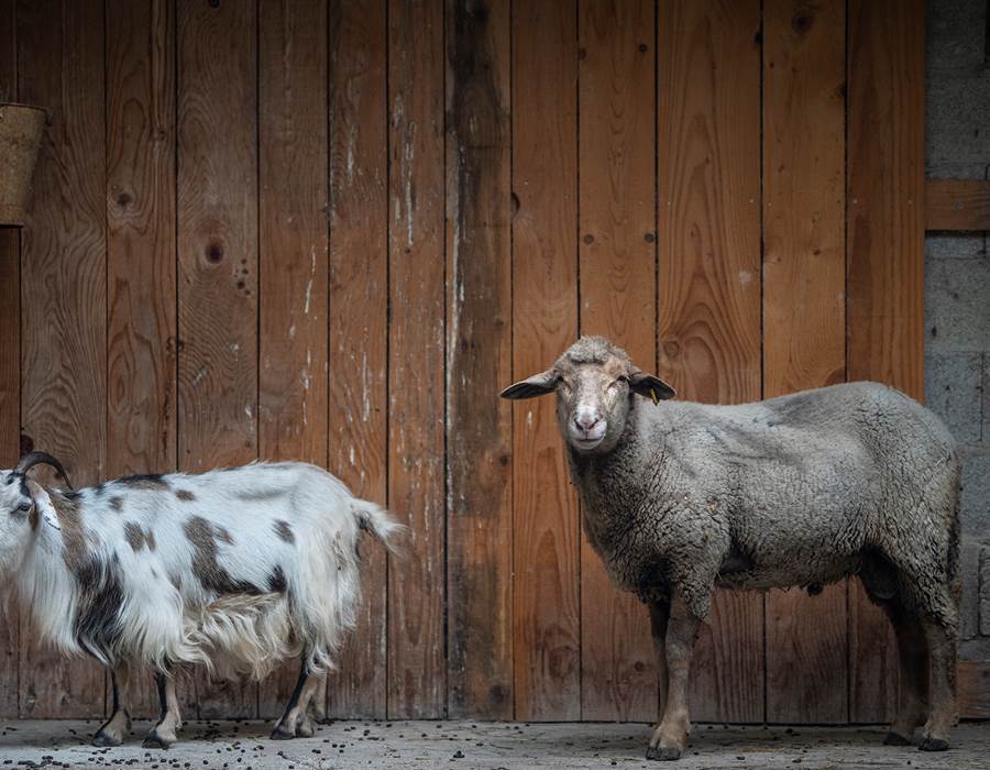 Droles de gardiens !