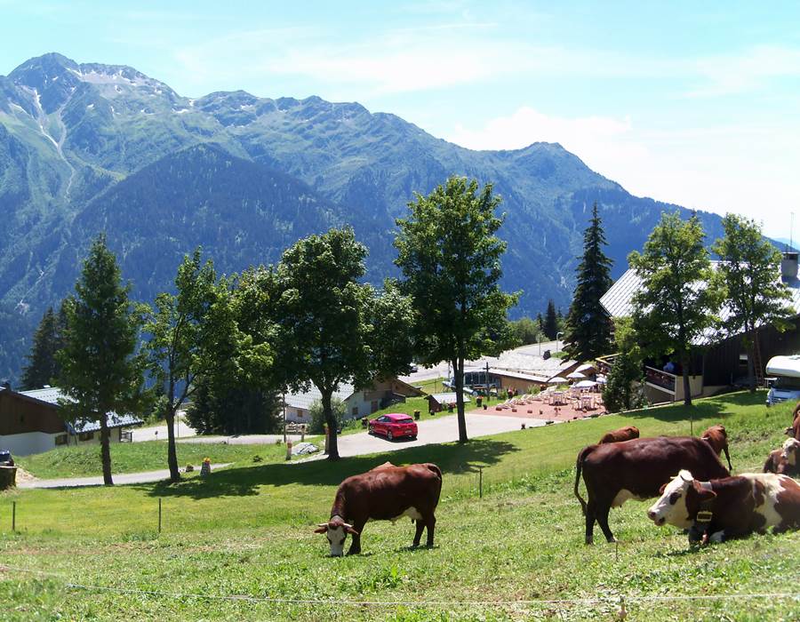 Vaches panorama