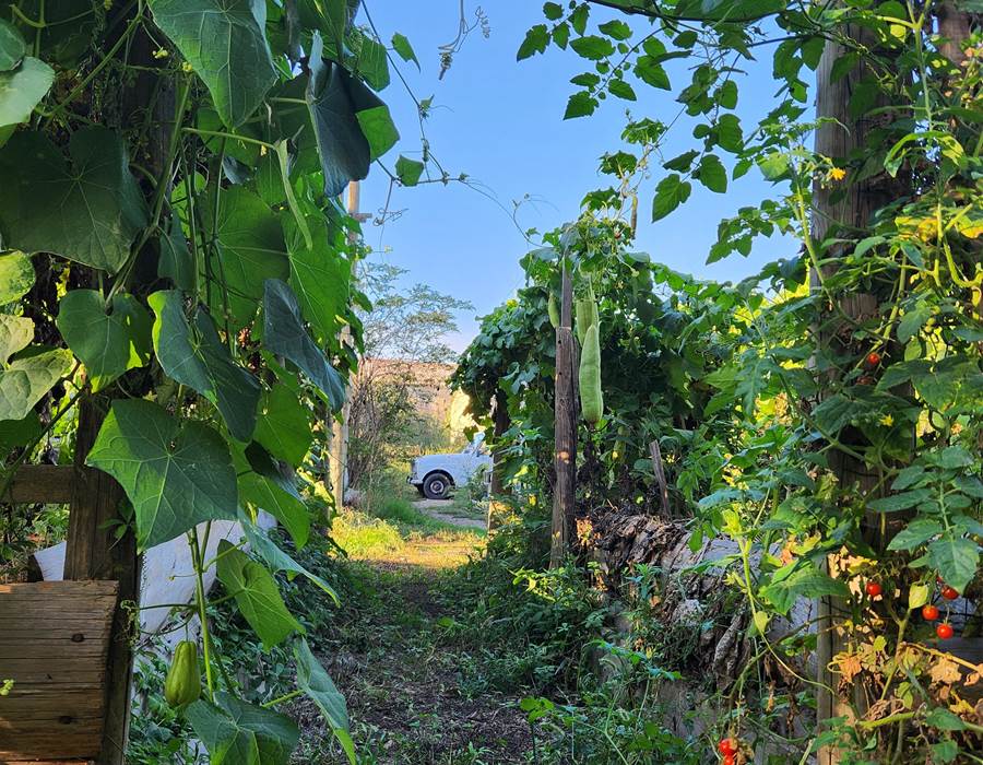 Directement du potager à l'assiette