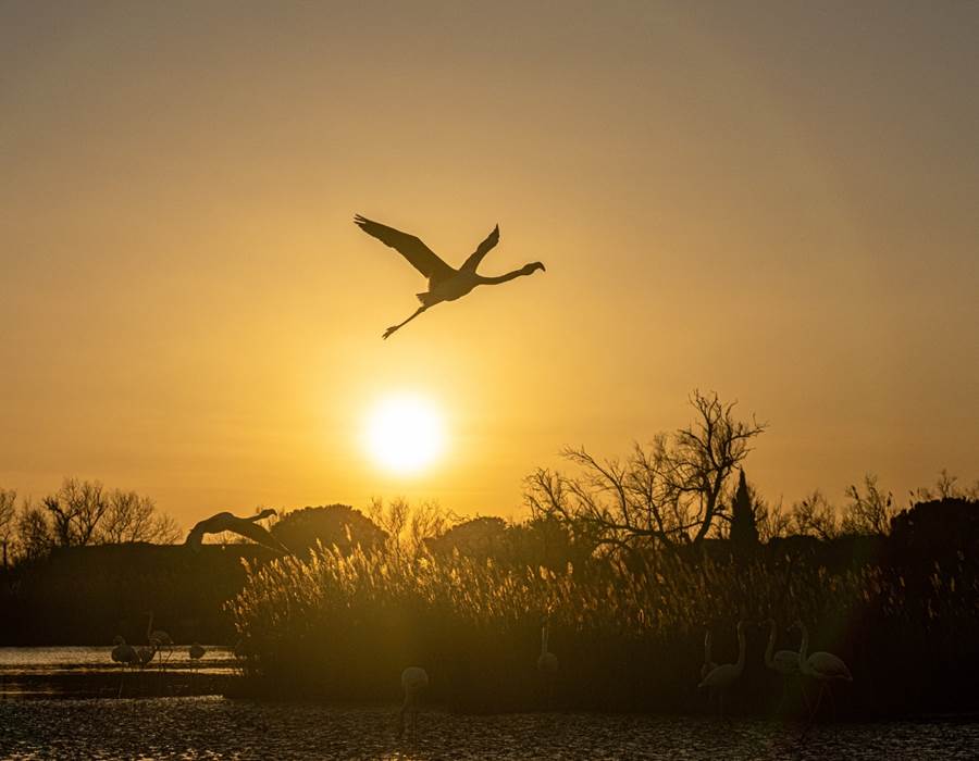 Paysage : Vue sur Camargue