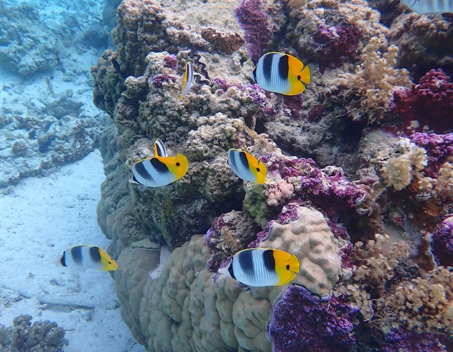 Corail du lagon eloa tahiti