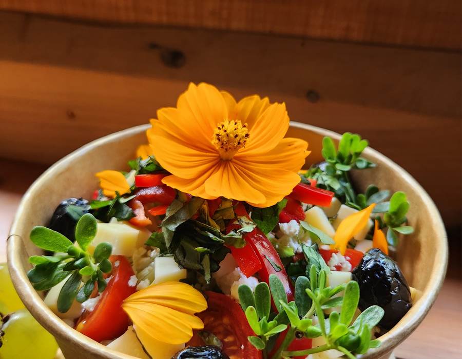 Salade composé et ceuillette du jour